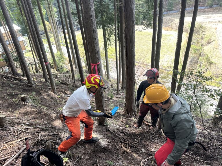 丸太伐採